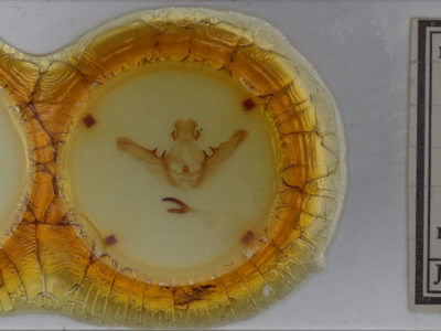 slide view of adult Lochmaeus manteo