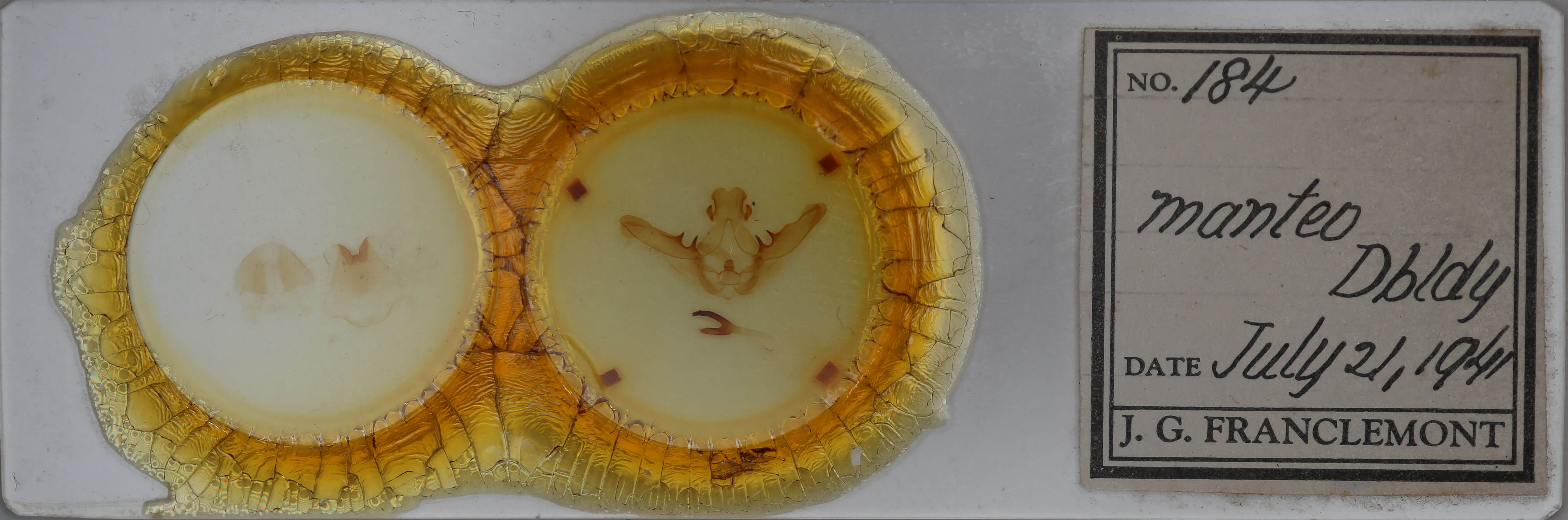 slide view of adult Lochmaeus manteo