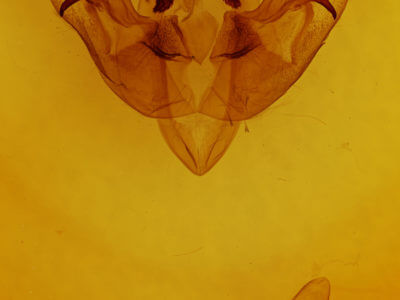 genitalia view of adult Macronoctua onusta