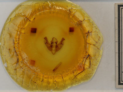 slide view of adult Macronoctua onusta