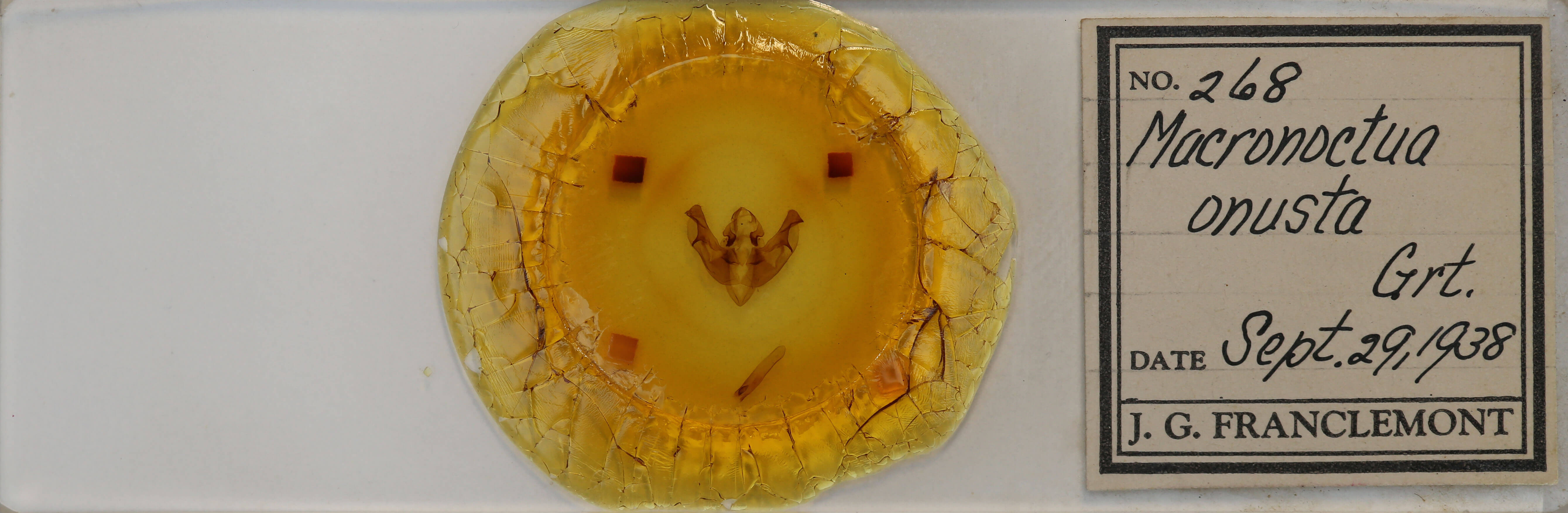 slide view of adult Macronoctua onusta