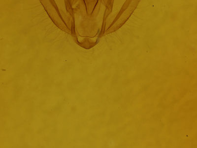 genitalia view of adult Melanolophia canadaria