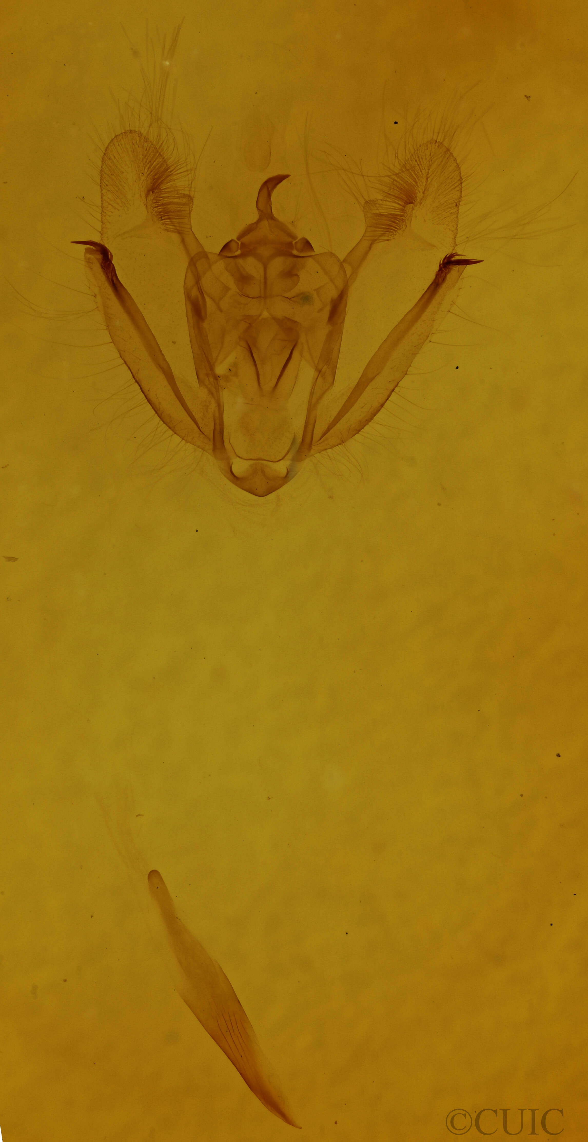 genitalia view of adult Melanolophia canadaria