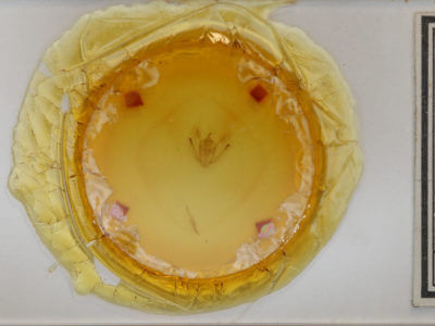 slide view of adult Melanolophia canadaria