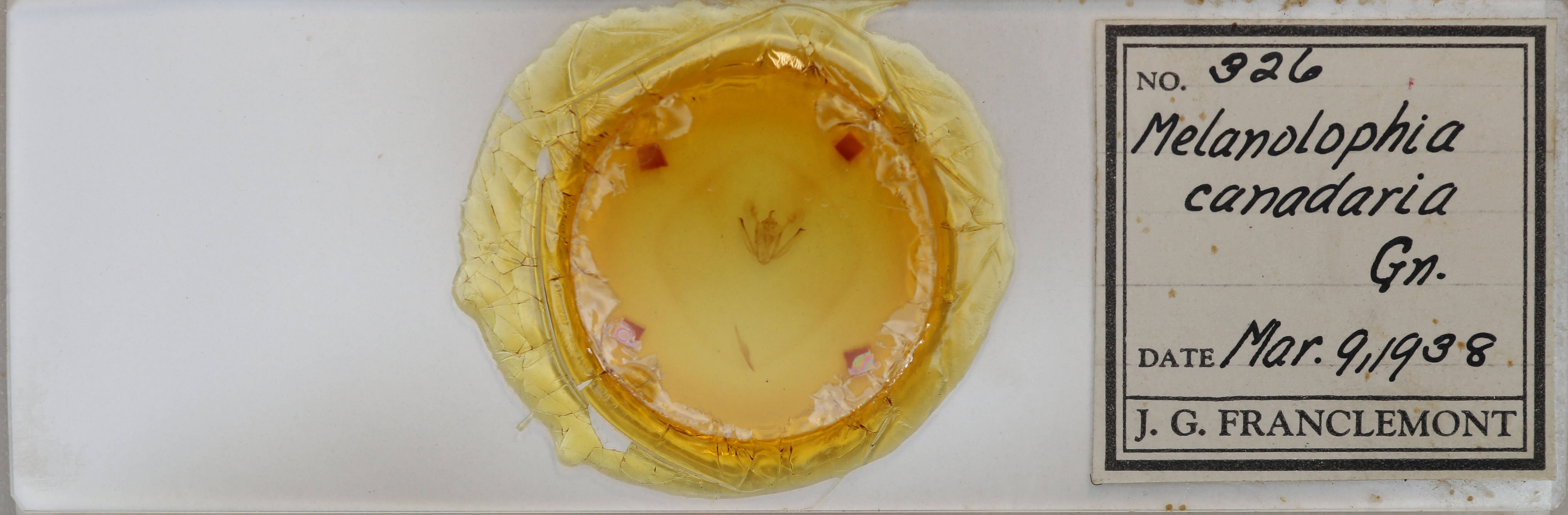 slide view of adult Melanolophia canadaria