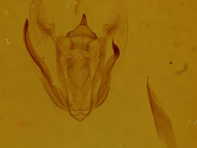genitalia view of adult Melanolophia signataria