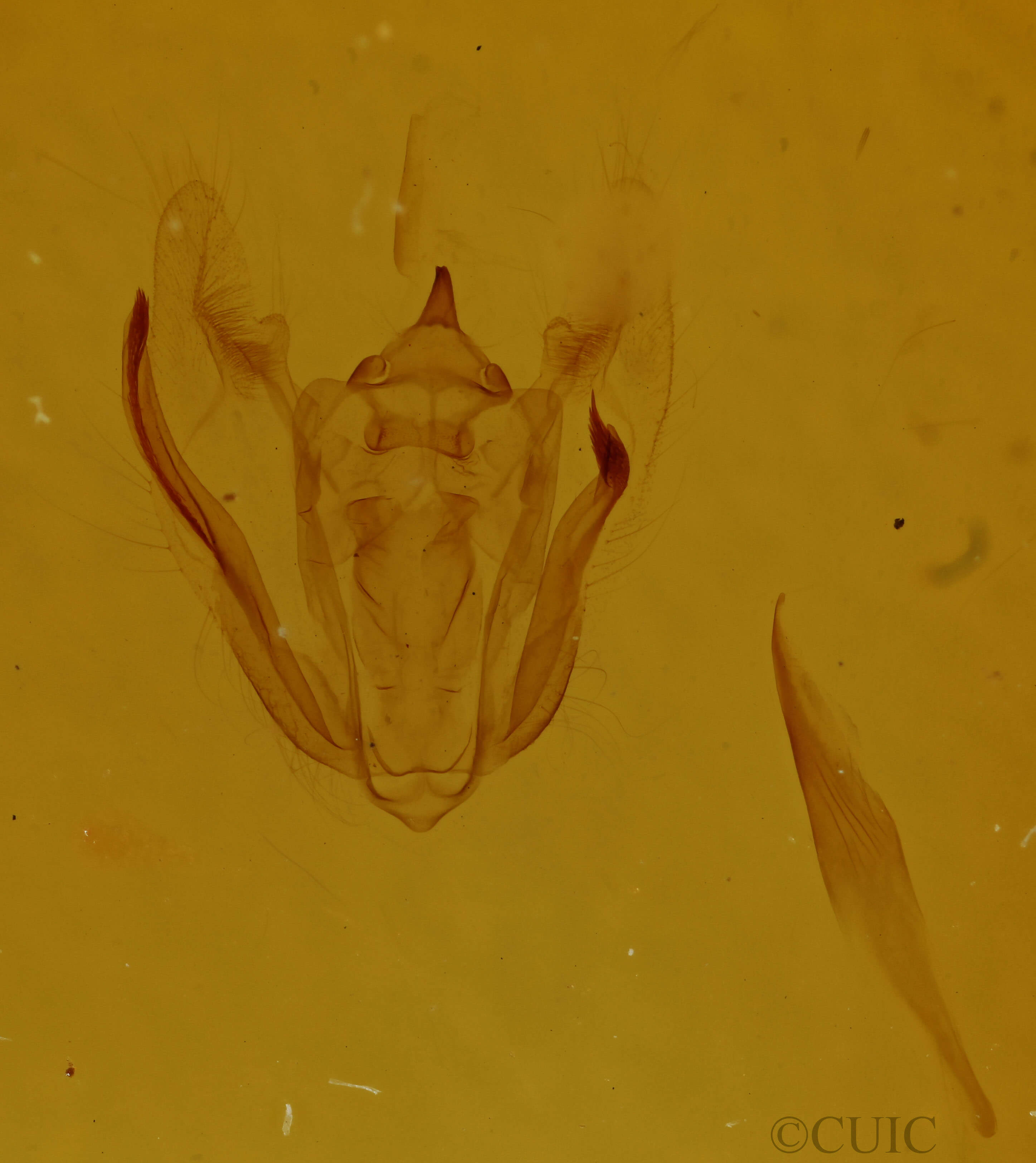 genitalia view of adult Melanolophia signataria
