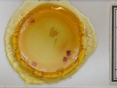 slide view of adult Melanolophia signataria