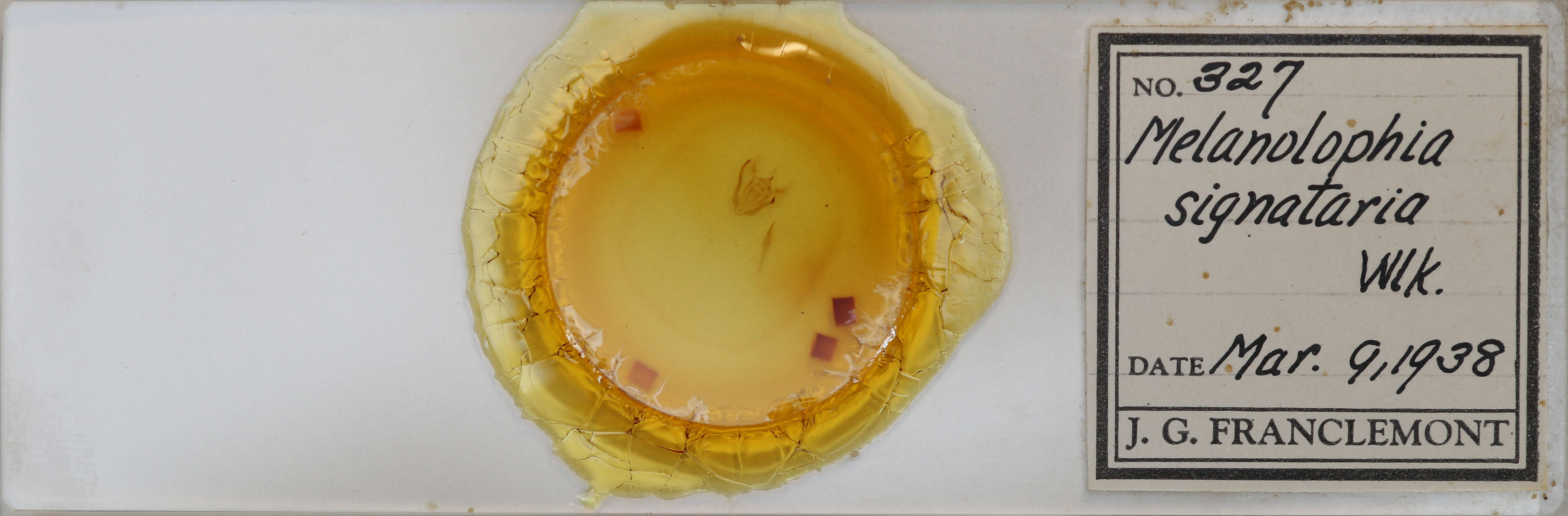 slide view of adult Melanolophia signataria