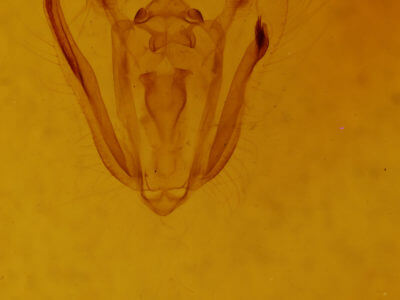 genitalia view of adult Melanolophia signataria
