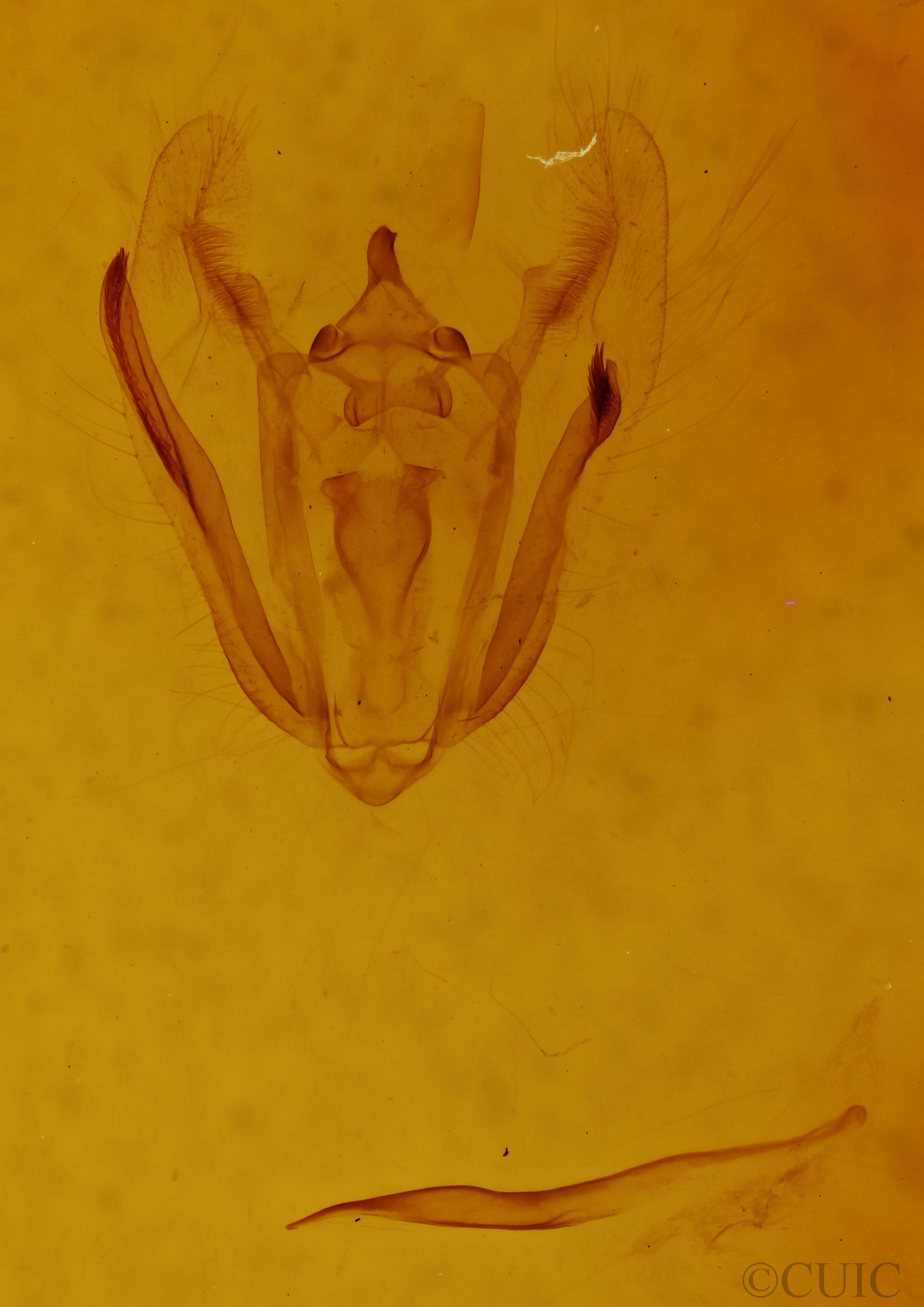 genitalia view of adult Melanolophia signataria