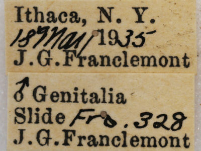 label view of adult Melanolophia signataria