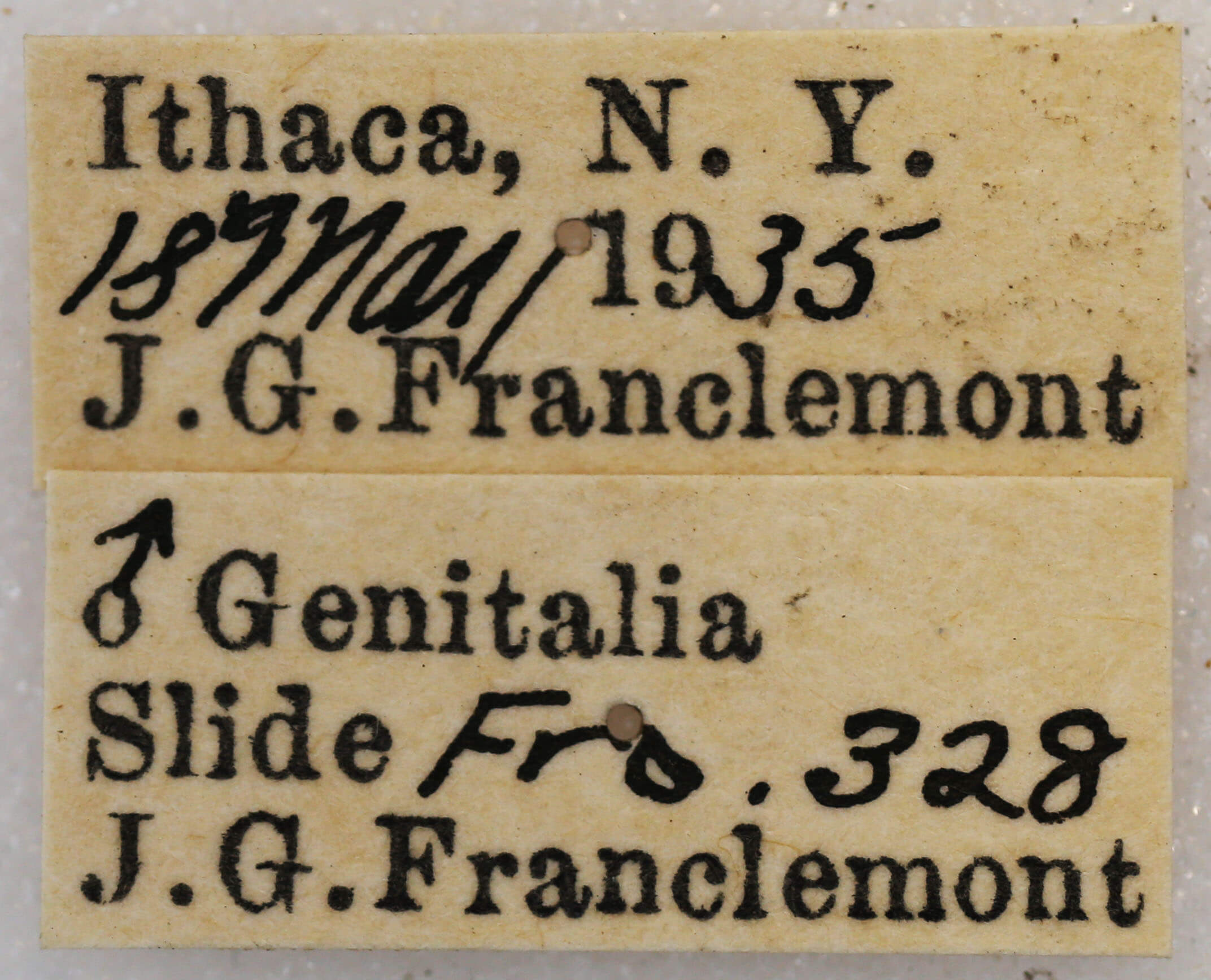 label view of adult Melanolophia signataria