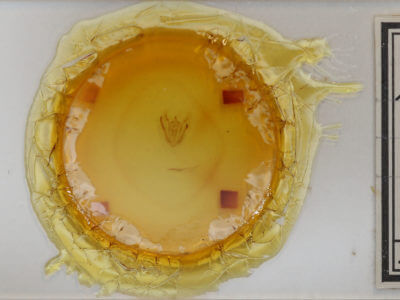 slide view of adult Melanolophia signataria