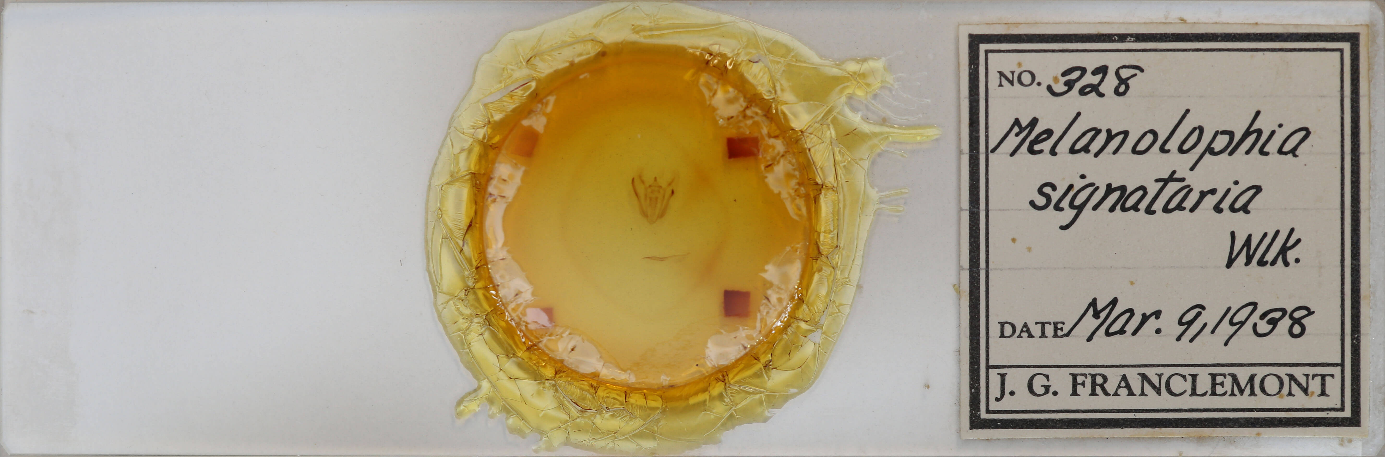 slide view of adult Melanolophia signataria