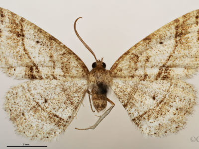 dorsal view of adult Melanolophia signataria