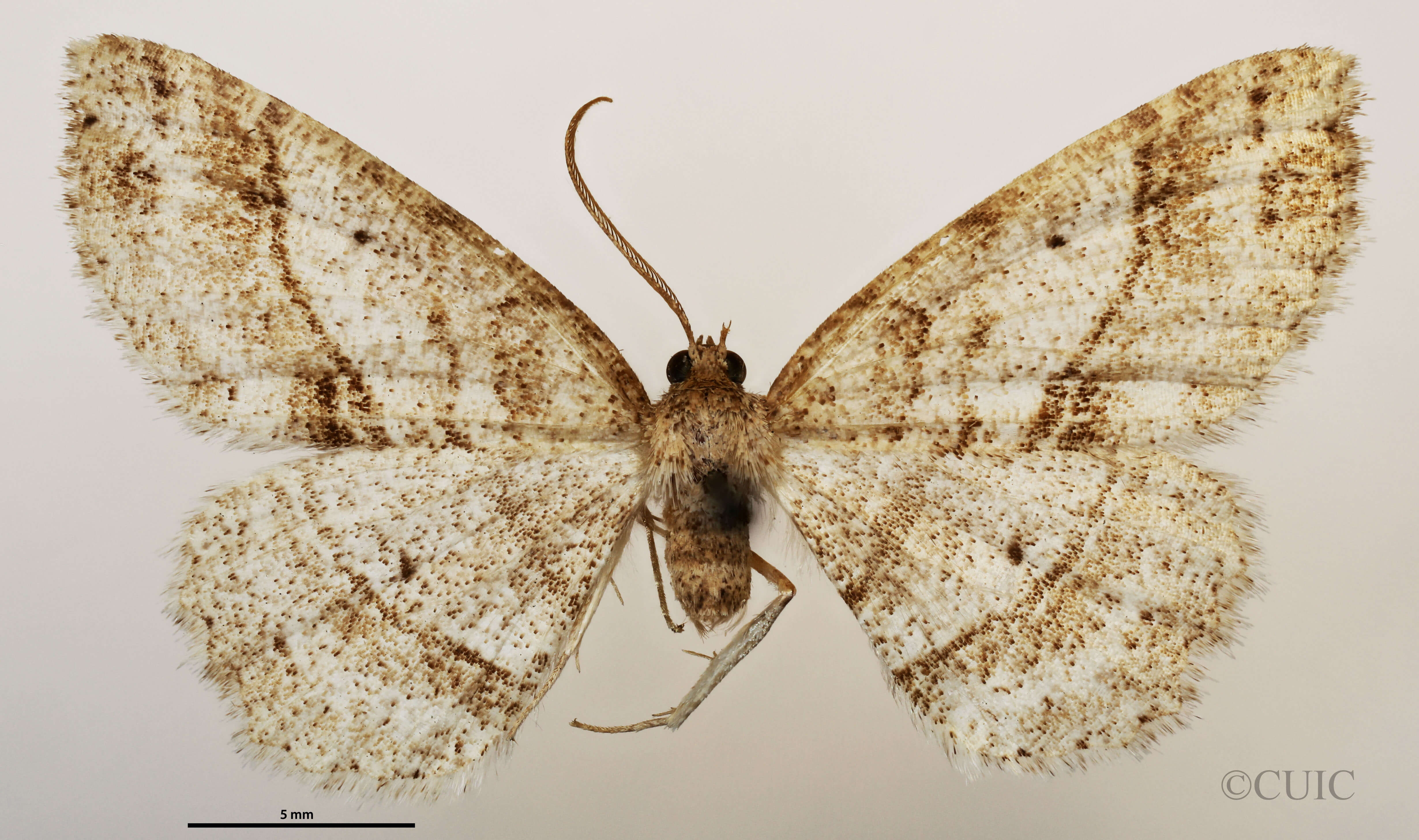 dorsal view of adult Melanolophia signataria
