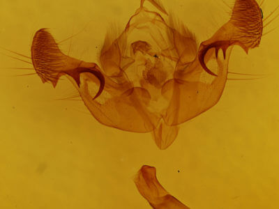 genitalia view of adult Mesapamea fractilinea