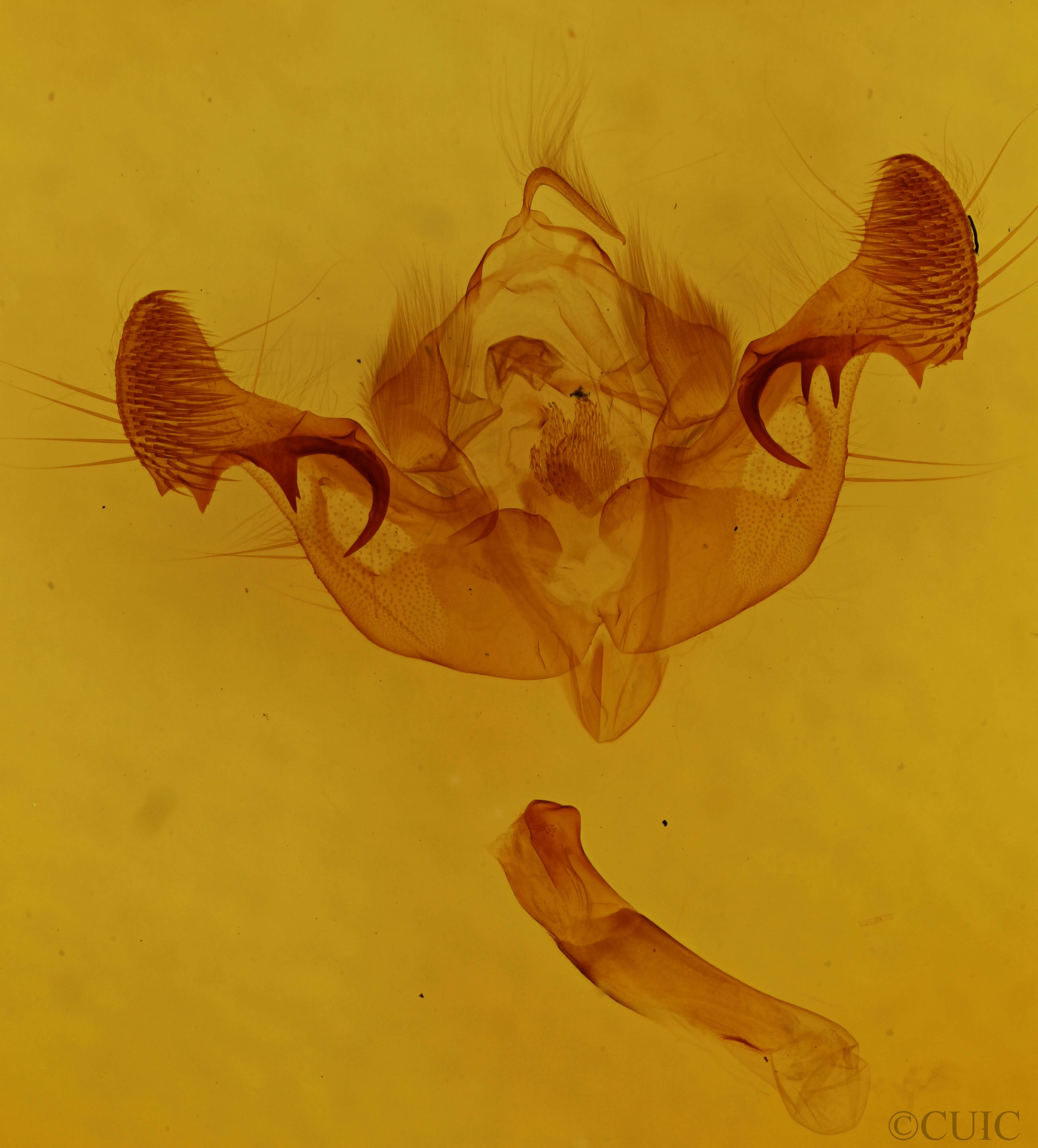 genitalia view of adult Mesapamea fractilinea