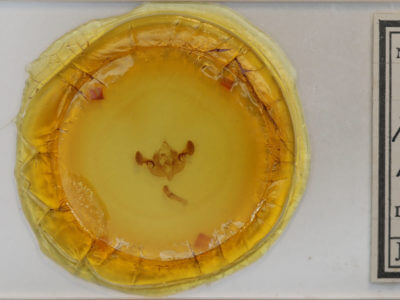 slide view of adult Mesapamea fractilinea