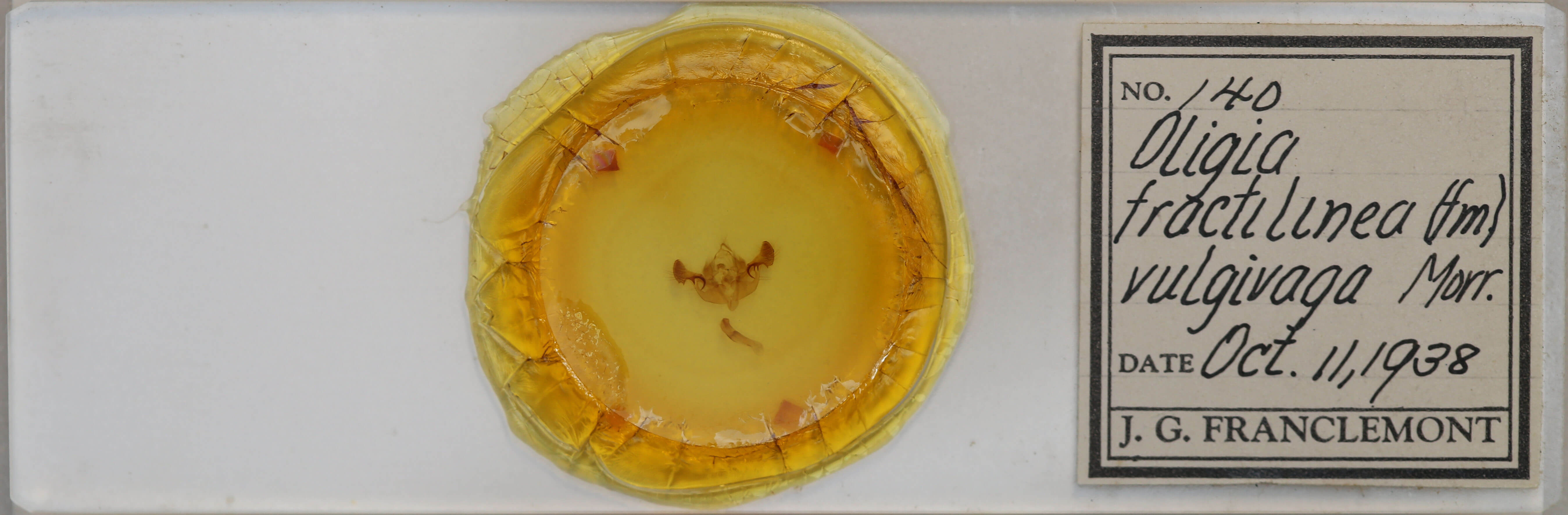 slide view of adult Mesapamea fractilinea