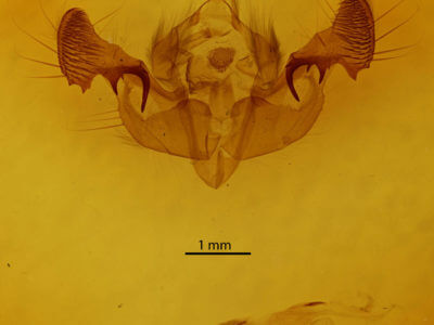 genitalia view of adult Mesapamea fractilinea