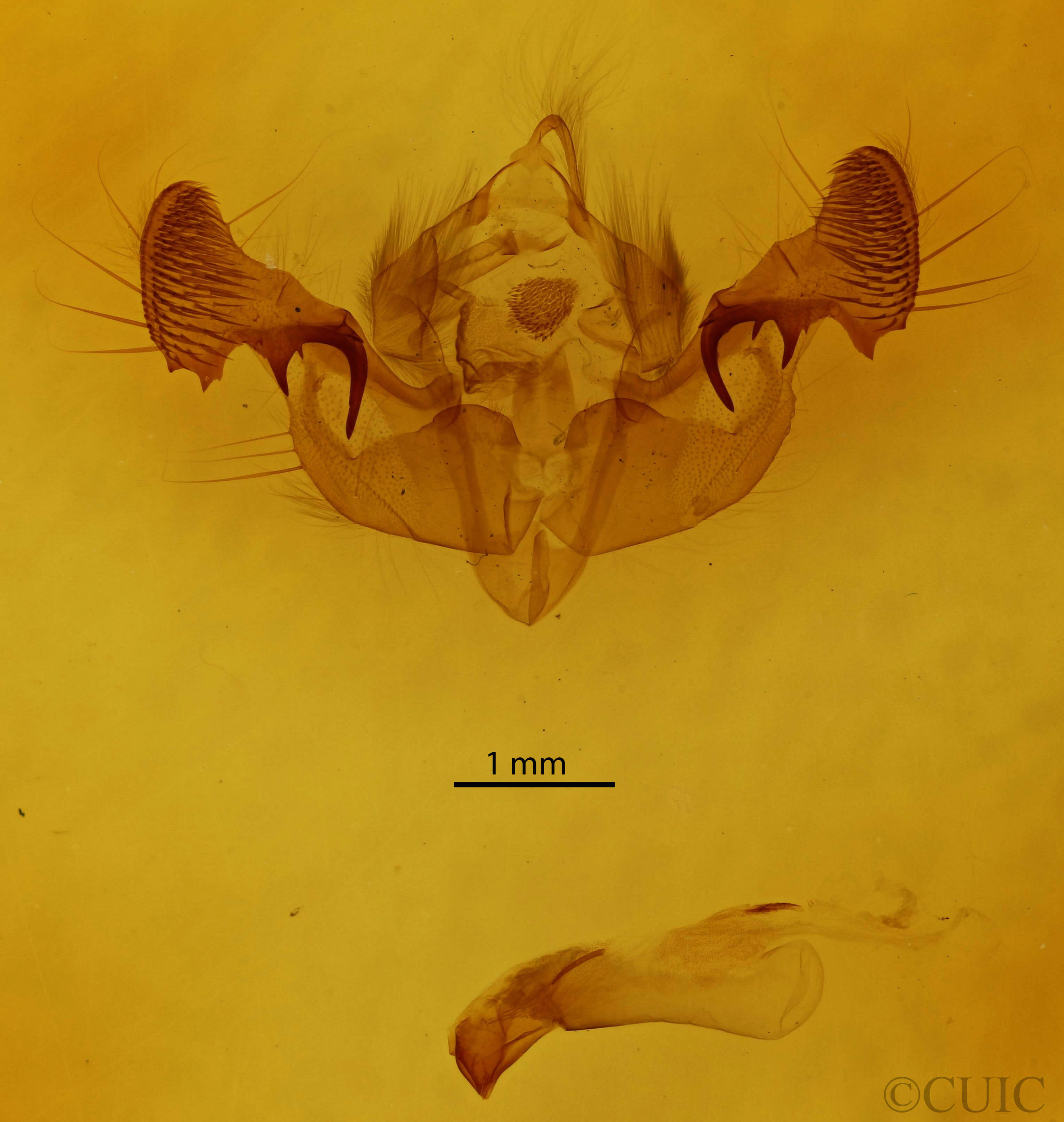 genitalia view of adult Mesapamea fractilinea