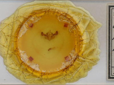 slide view of adult Mesapamea fractilinea