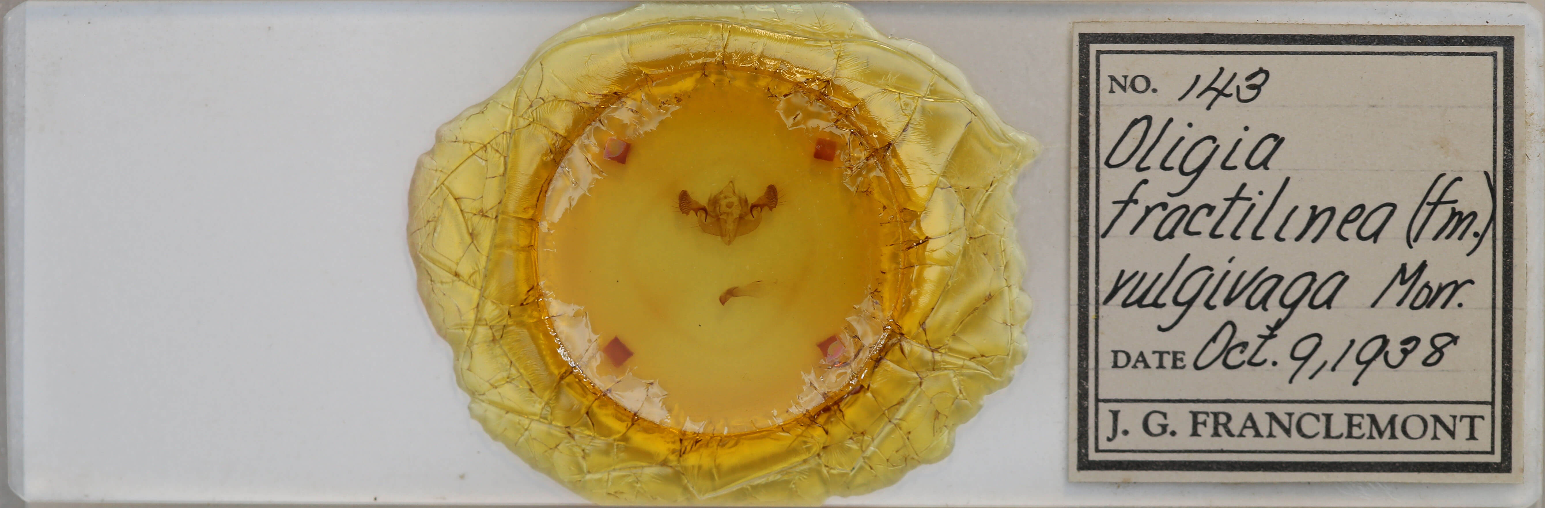 slide view of adult Mesapamea fractilinea