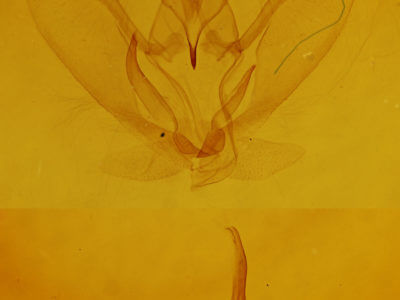 genitalia view of adult Metarranthis angularia