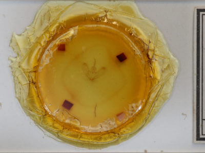 slide view of adult Metarranthis angularia