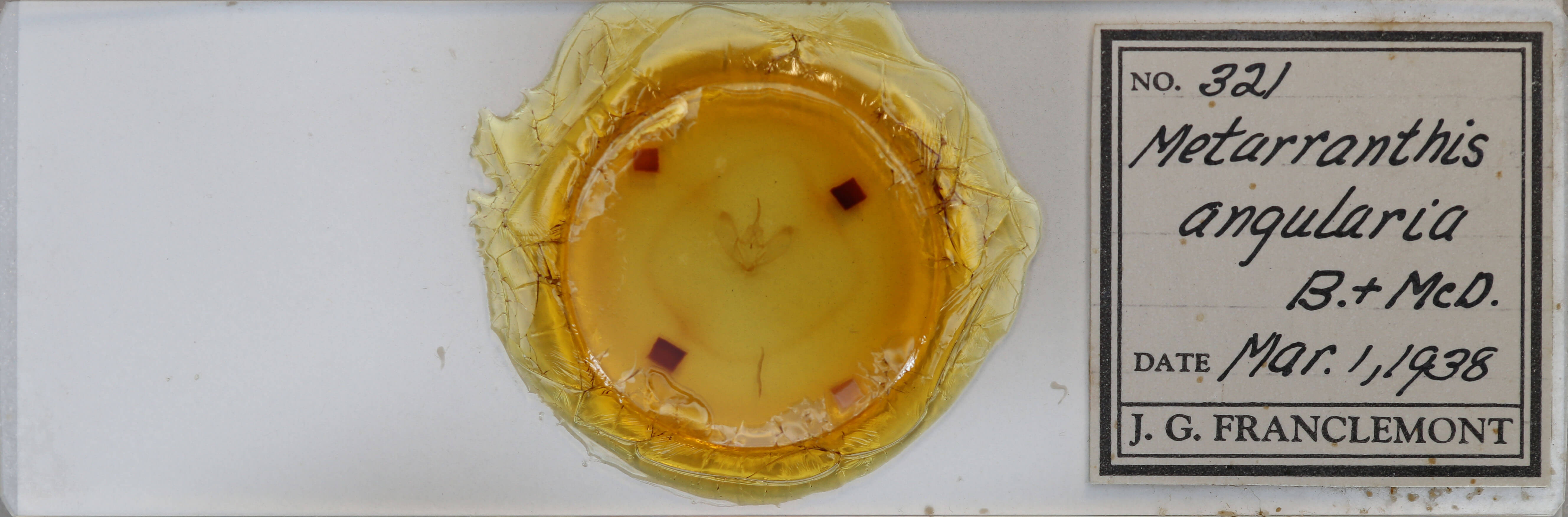 slide view of adult Metarranthis angularia