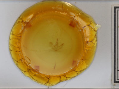 slide view of adult Metarranthis duaria