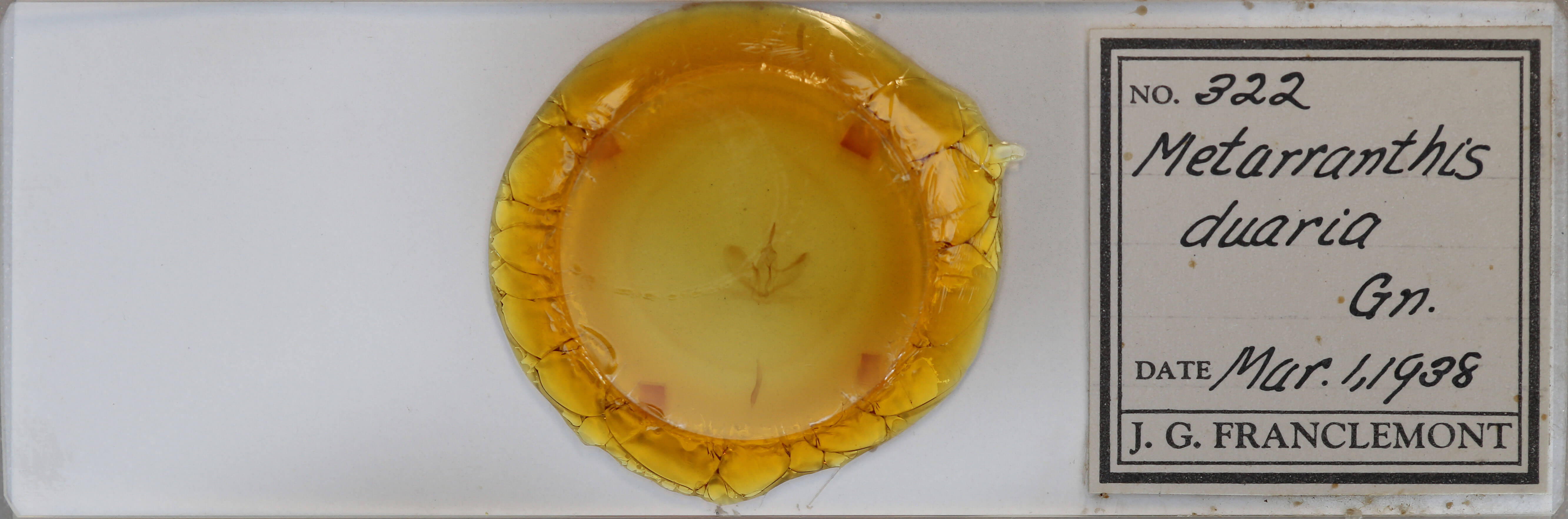 slide view of adult Metarranthis duaria