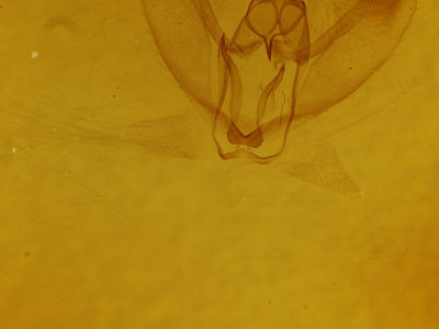 genitalia view of adult Metarranthis duaria