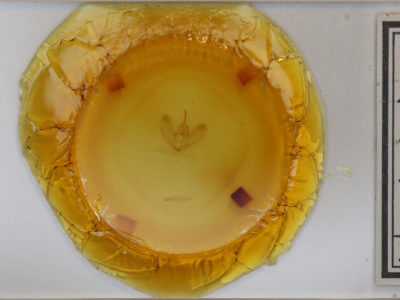 slide view of adult Metarranthis duaria