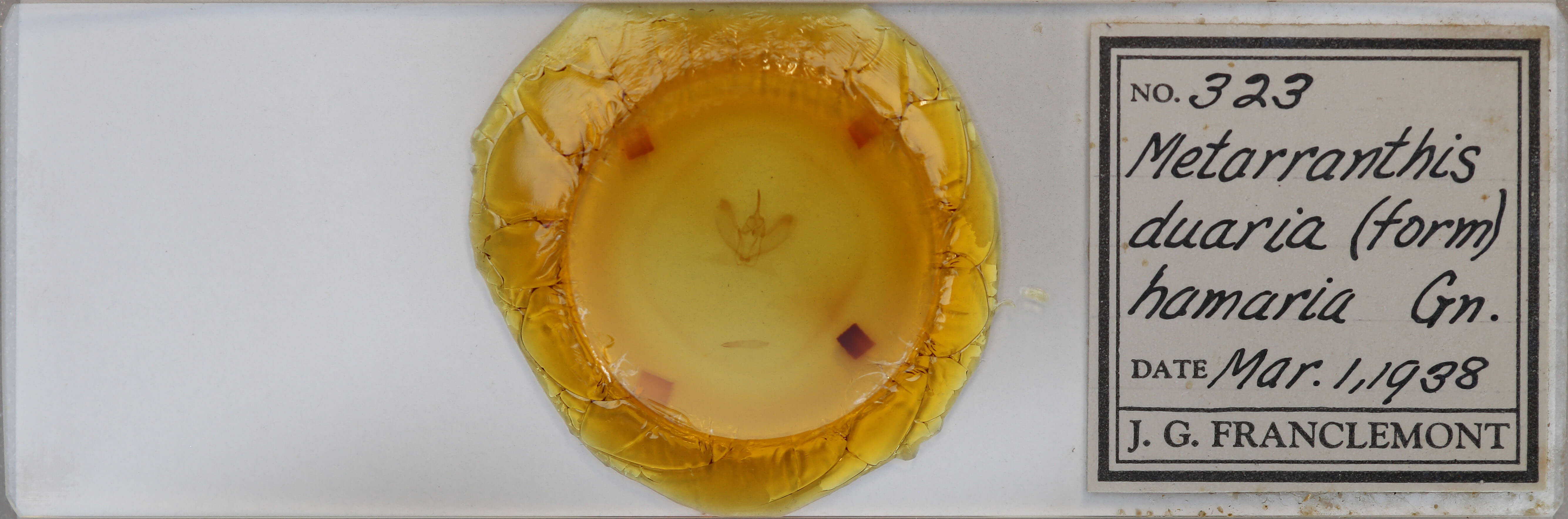 slide view of adult Metarranthis duaria