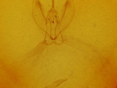 genitalia view of adult Metarranthis hypochraria