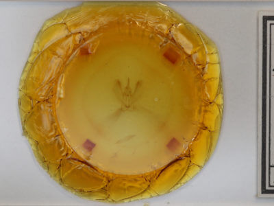 slide view of adult Metarranthis hypochraria