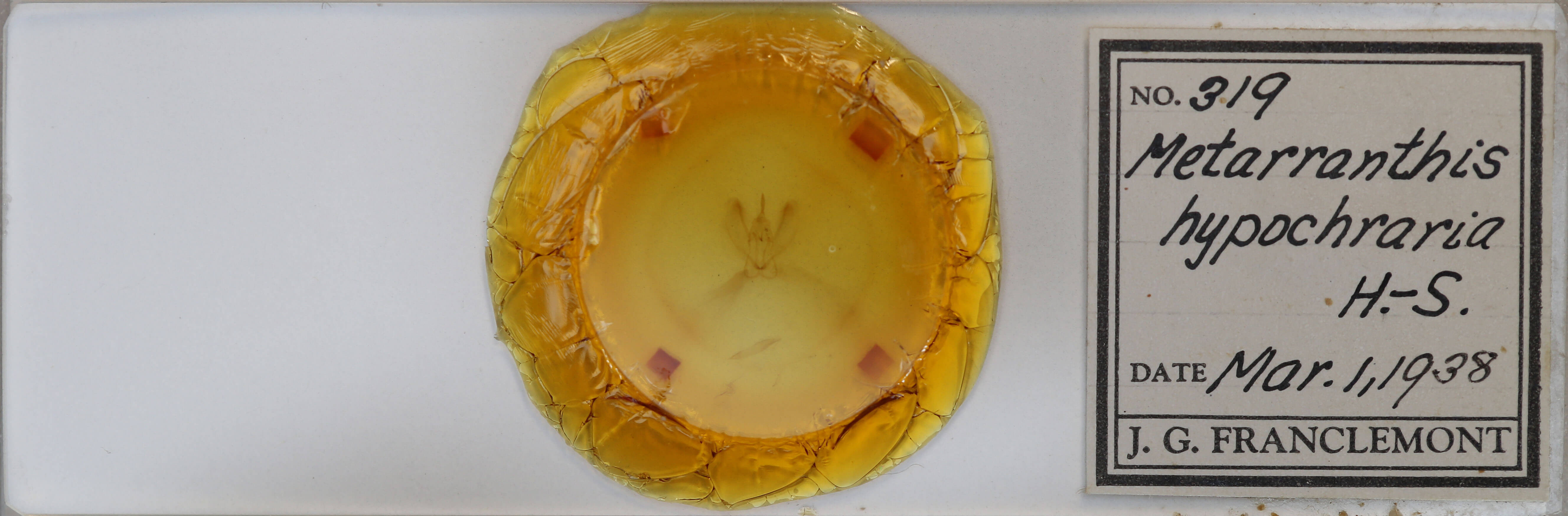 slide view of adult Metarranthis hypochraria