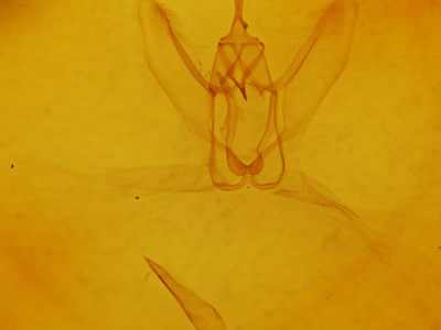 genitalia view of adult Metarranthis refractaria
