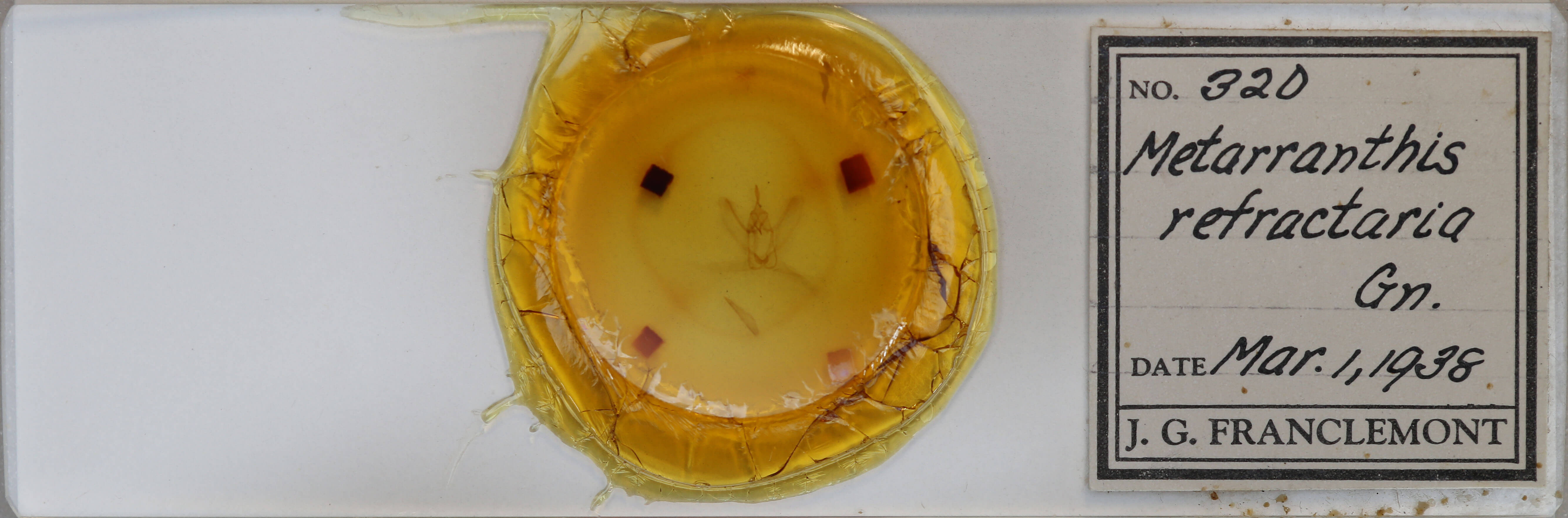 slide view of adult Metarranthis refractaria