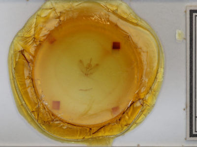 slide view of adult Metarranthis warneri