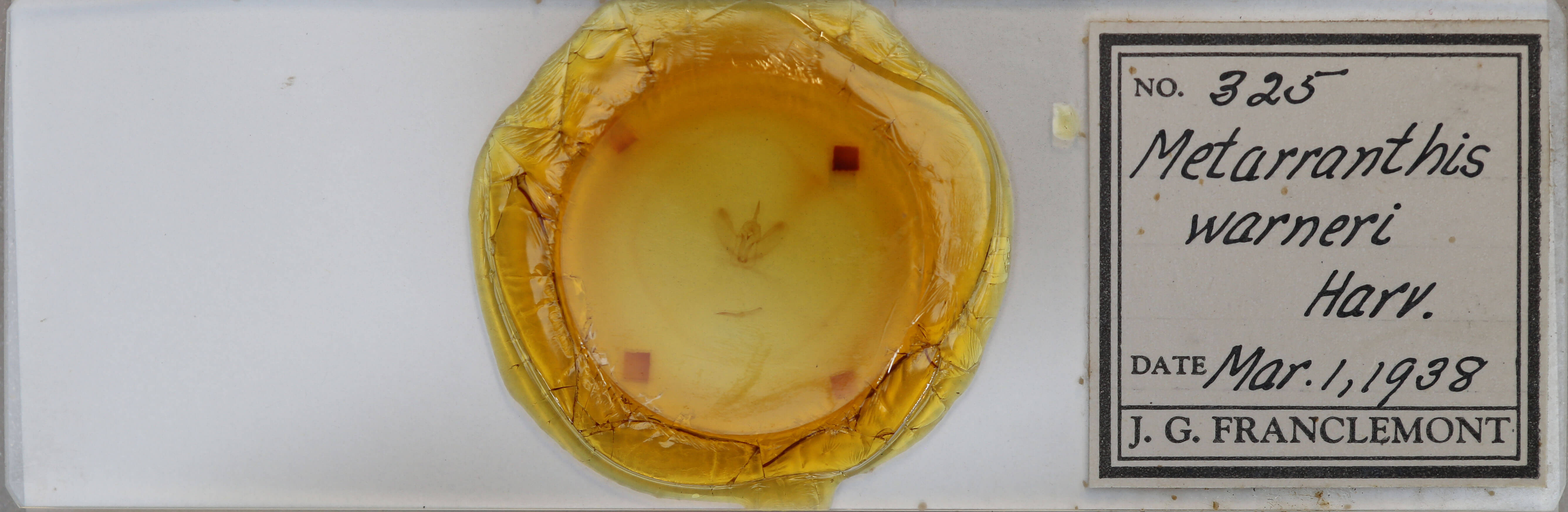 slide view of adult Metarranthis warneri