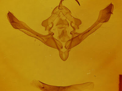 genitalia view of adult Metaxaglaea inulta