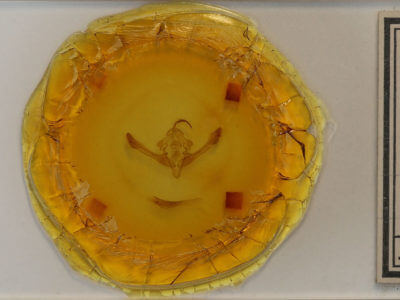 slide view of adult Metaxaglaea inulta