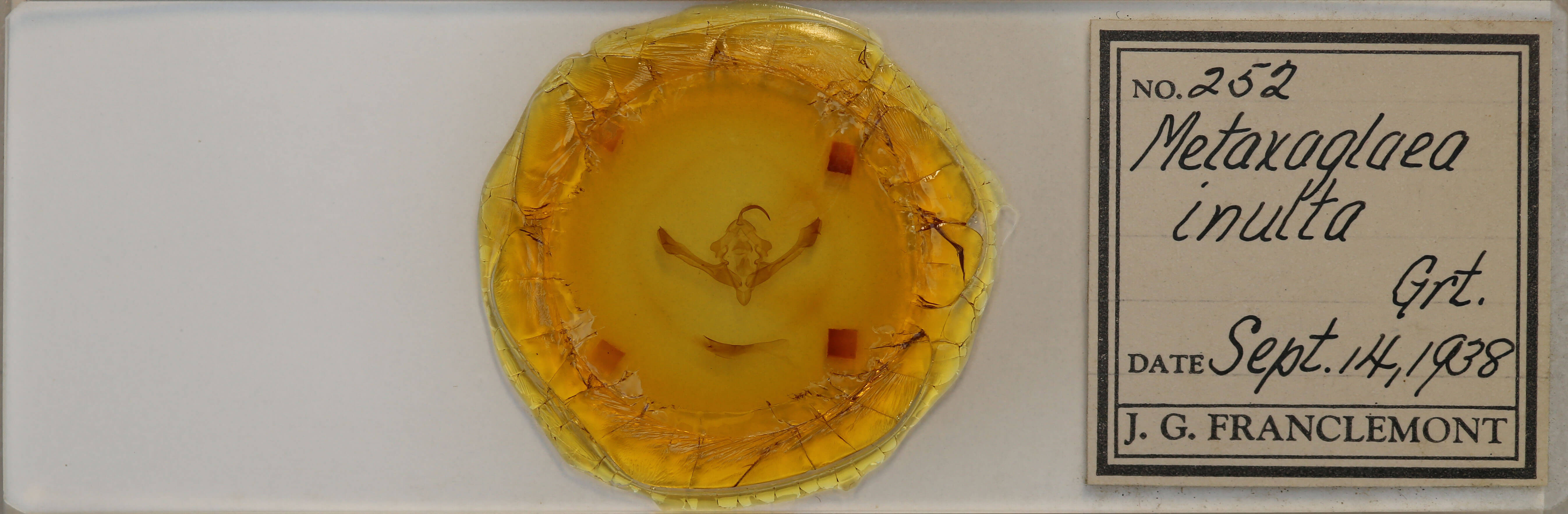 slide view of adult Metaxaglaea inulta