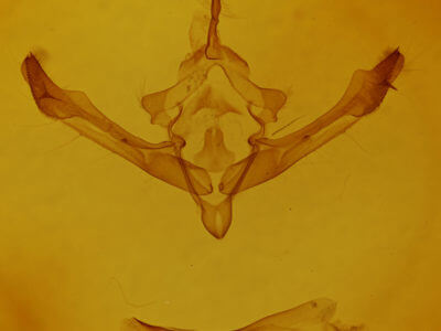 genitalia view of adult Metaxaglaea inulta