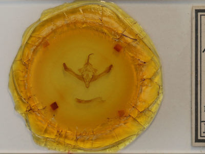 slide view of adult Metaxaglaea inulta