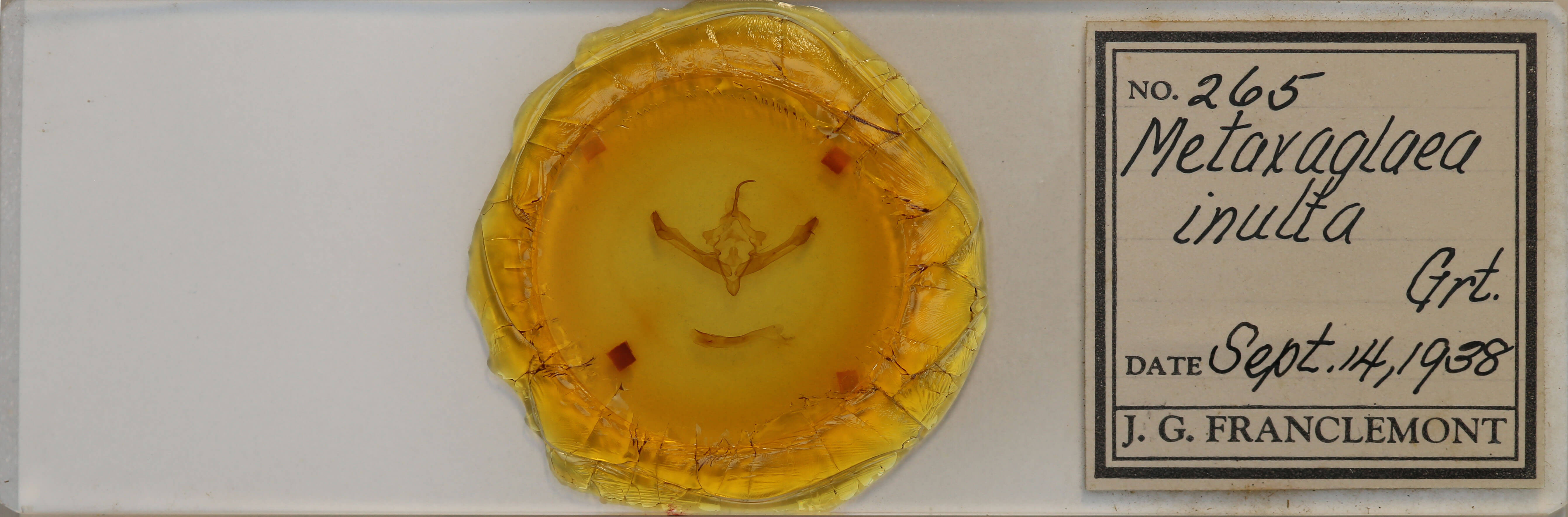 slide view of adult Metaxaglaea inulta